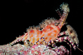   Cirque du Soleil. Thats what this shrimp reminds me of. Night dive Palau. Update Per Brian Mayes Marble Shrimp. Thanks Soleil". Soleil" of Palau  